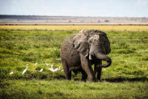 Top Exclusive Safari Packages for Luxury Travelers