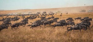 The Ultimate Guide to the Great Migration in Kenya: Nature’s Greatest Show Unfolds